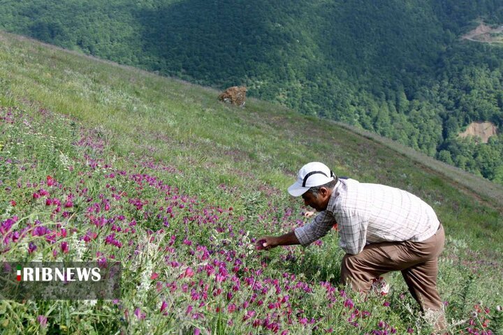 مرکز طب سنتی و باغ گیاهان دارویی در یزد ایجاد می شود