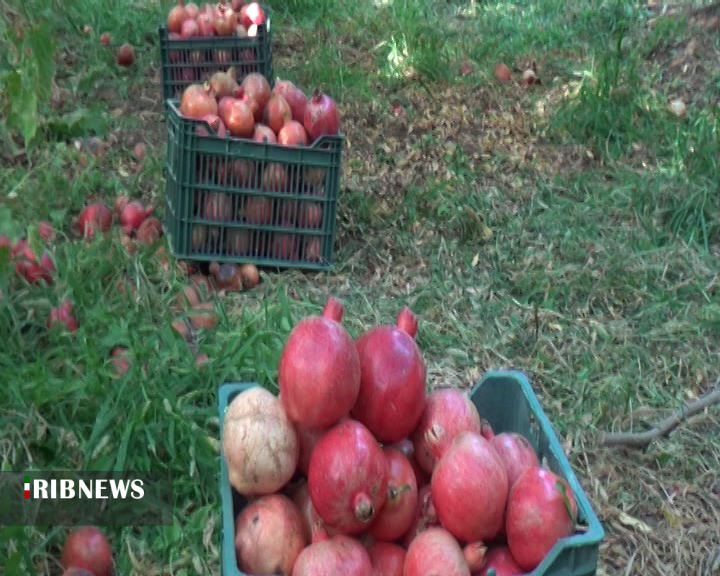 برداشت ۲۶۰۰ تن انار از باغات راور