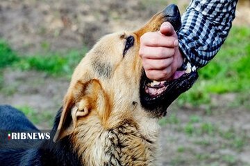 آمادگی ۲۴ ساعته مراکز بهداشتی برای پیشگیری از بیماری هاری