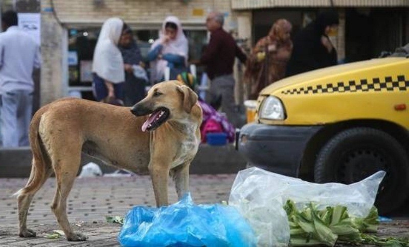 سلب آرامش شهروندان با سگ دوستی، پرورش سگ شغلی پردرآمد