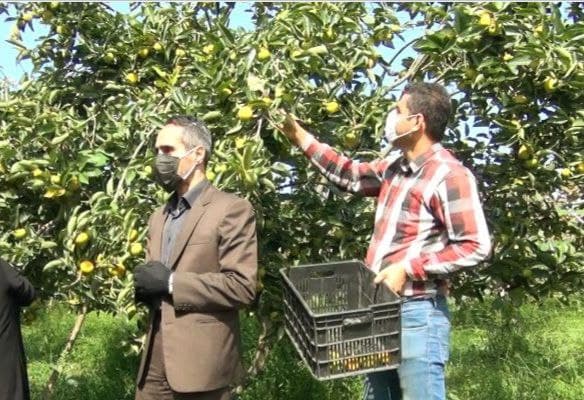برداشت میوه خرمالو در شهرستان عباس آباد