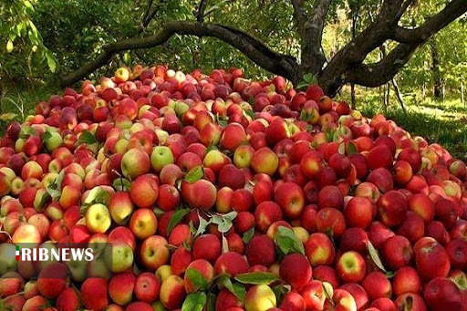 برداشت ۶۰ هزار تن سیب از باغ‌های شهرستان نهاوند