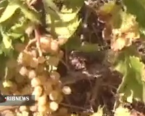 برداشت انگور از باغات شهرستان دهگلان