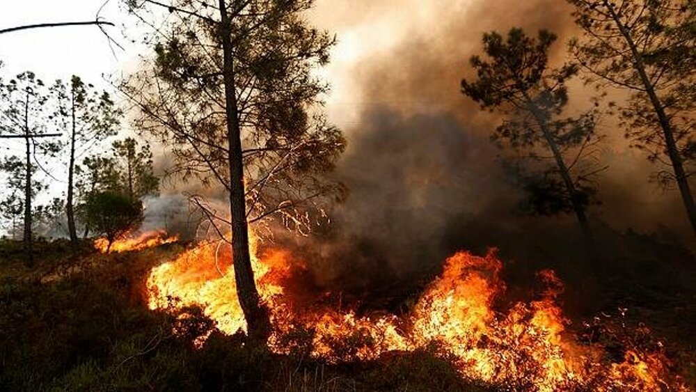 وقوع ۱۵۳ فقره آتش‌سوزی در مراتع و جنگل‌های کردستان