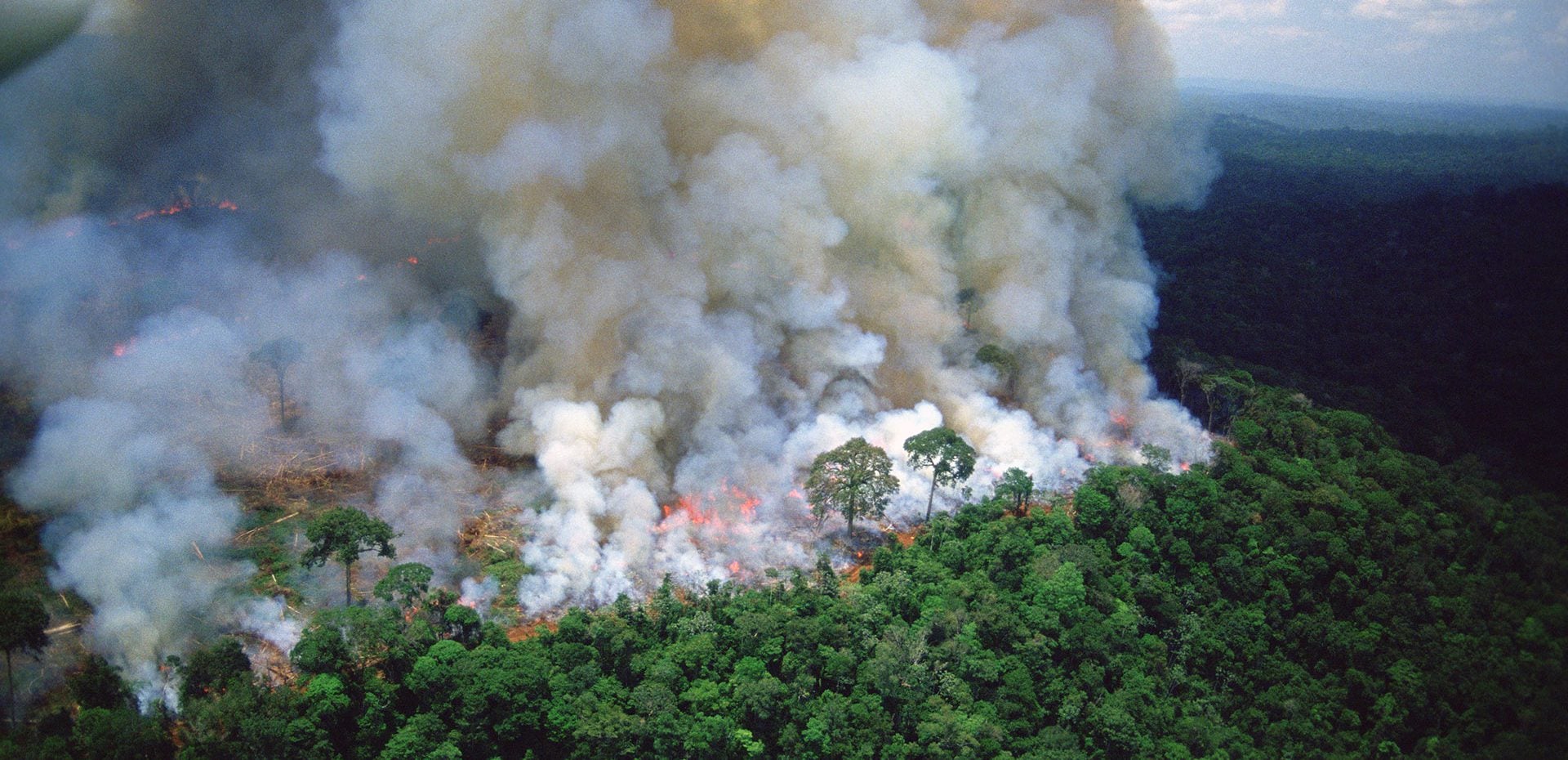 آتش سوزی عامل اصلی آسیب به جنگل‌های آمازون است