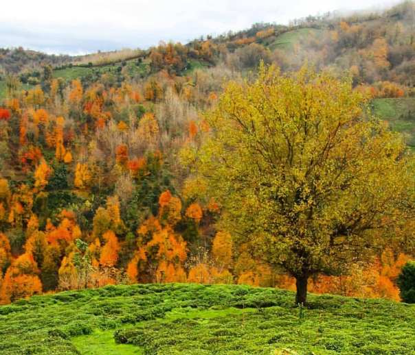 پایداری نسبی هوای گیلان از عصر فردا