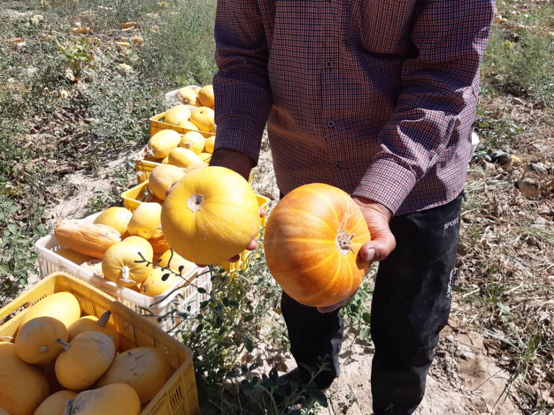 آغاز برداشت کدو آجیلی در مزارع آباده