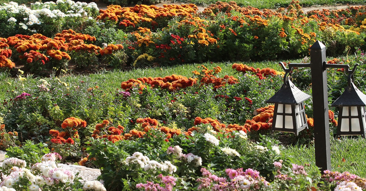 منظرسازی پاییزه مشهد با کاشت ۵۰۰ هزار گل داوودی