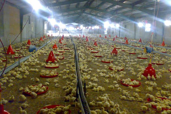 تولید ۱۸ هزار تن گوشت مرغ در سبزوار