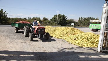 خرید تضمینی ۱۰ هزار تن سیب صنعتی از باغداران آذربایجان غربی