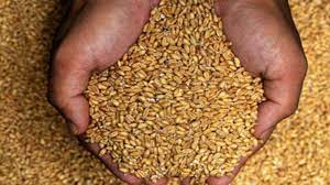 تولید ۳ هزار تُن گندم بذری در شهرستان بروجن