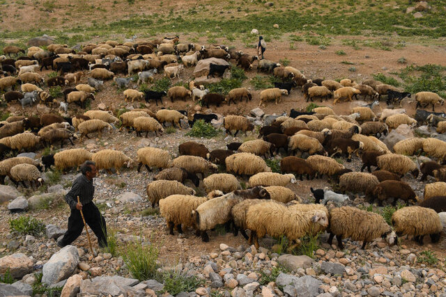 خراسان رضوی بزرگترین خریدار  دام عشایر در کشور