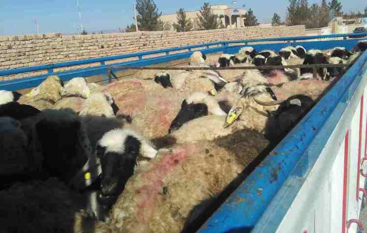 کشف ۱۰۰ رأس گوسفند قاچاق در لارستان