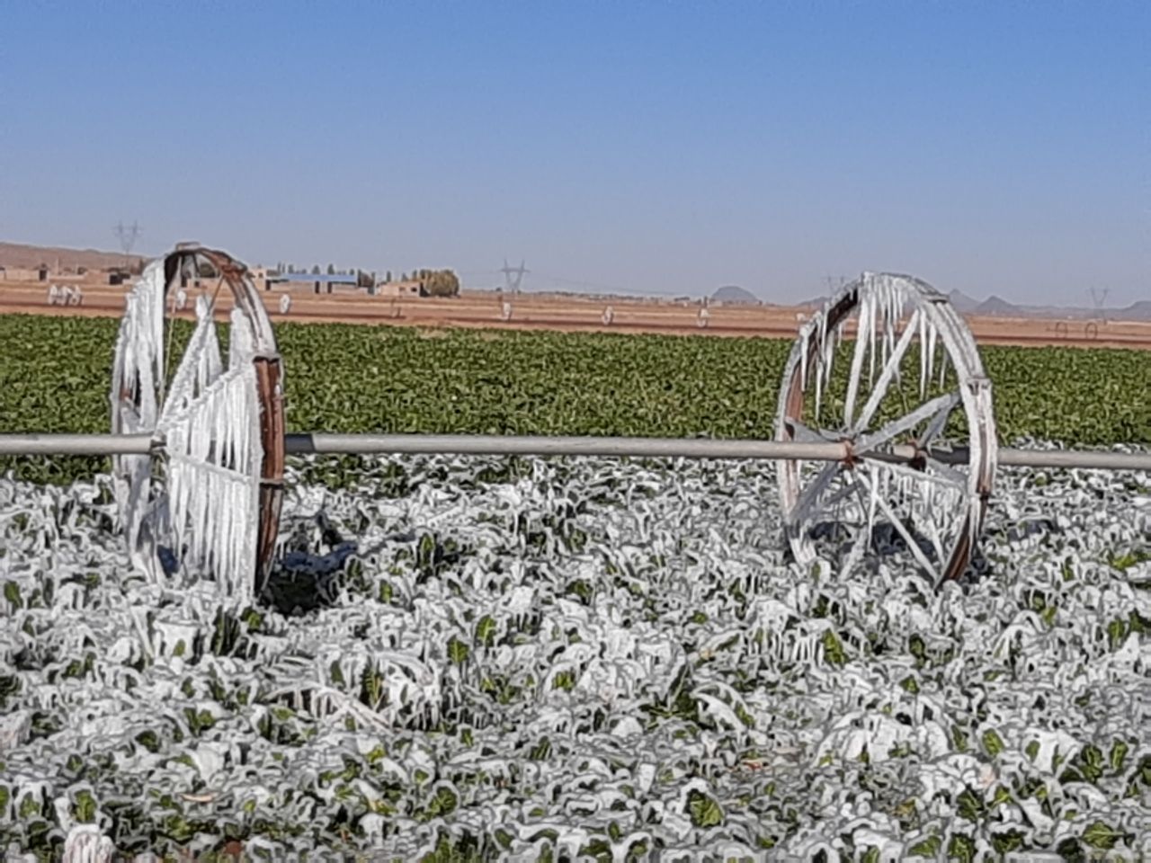 یخ زدگی مزارع کشاورزی بخش رخ