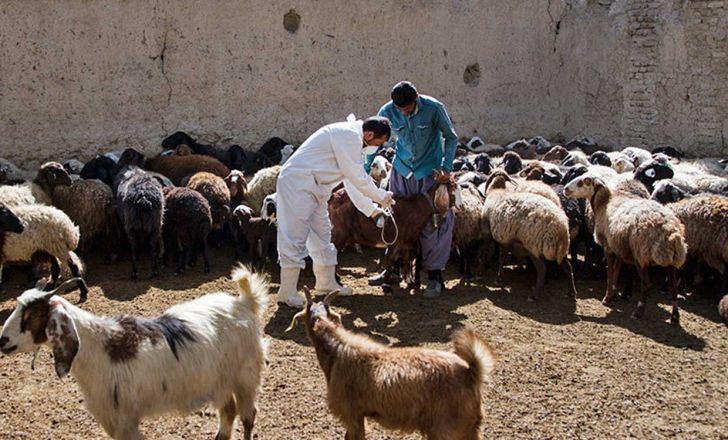 واکسینه شدن دام‌های سبک کردستان علیه بیماری طاعون