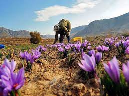 آشنایی با اصول کاشت، داشت و برداشت زعفران