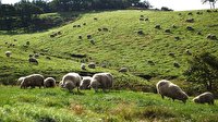 مرتع قلعه دوز لو طلایی از مراتع نمونه استانی در چهارباغ است