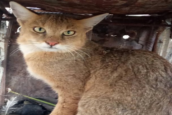 رها سازی یک قلاده گربه وحشی در شهرستان قلعه گنج