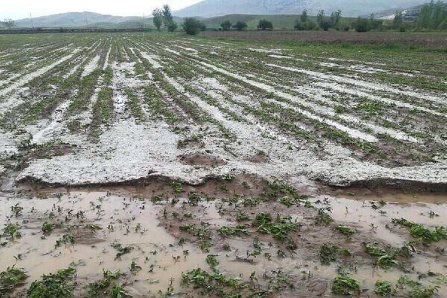 پرداخت۱۳۲ میلیارد ریال خسارت به کشاورزان منطقه تربت‌حیدریه