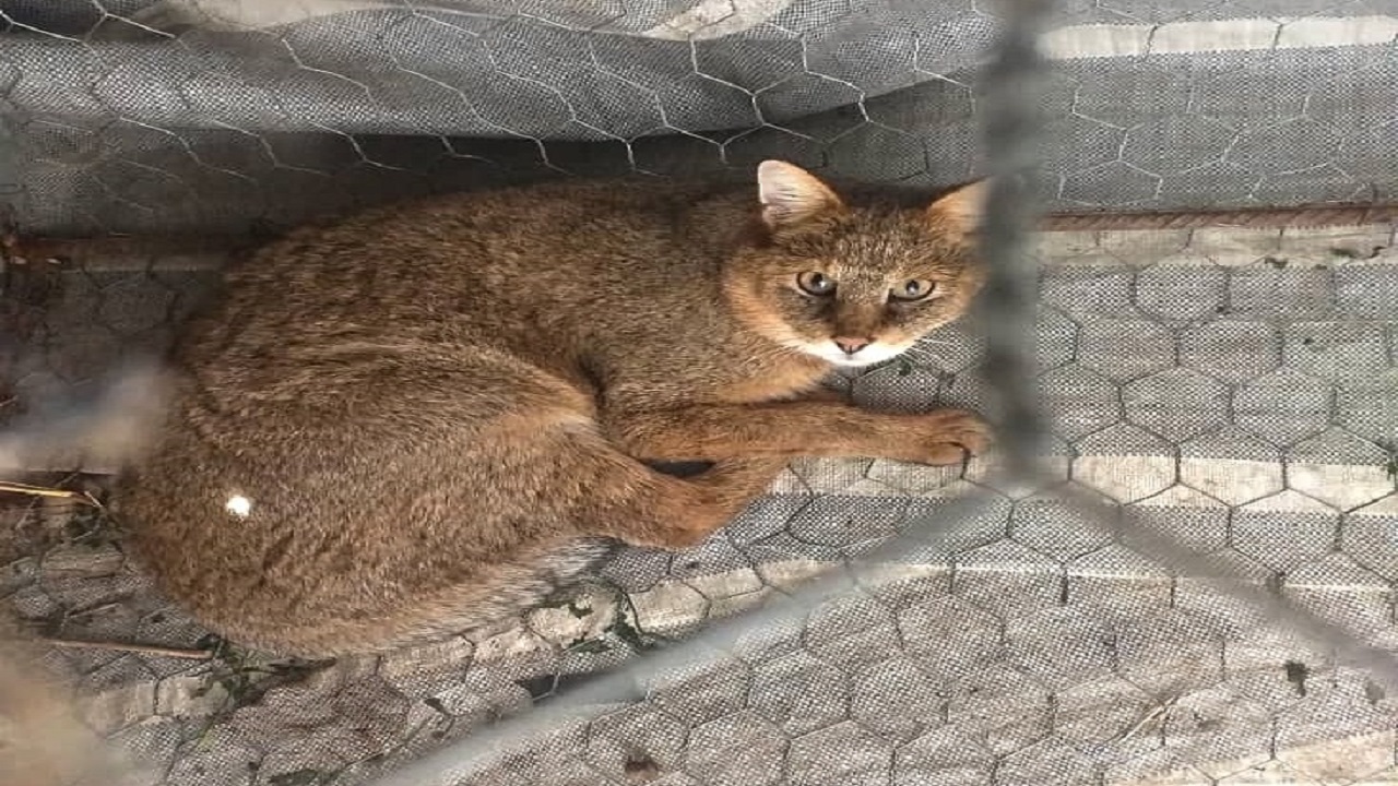 نجات و رهاسازی یک قلاده گونه نادر و کمیاب گربه جنگلی در بیله سوار