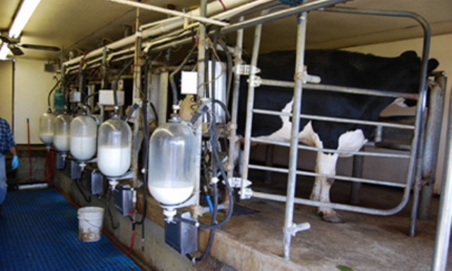 تولید سالانه ۳۳ هزارتن شیر در فردیس