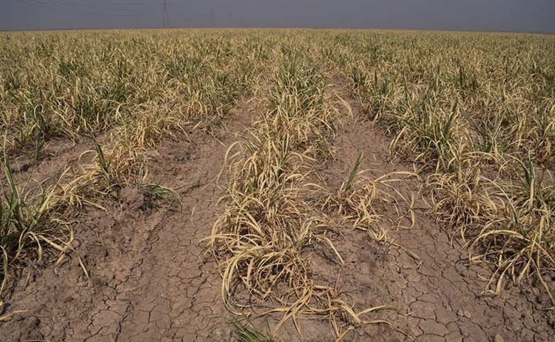خسارت ۲۴۷۹ میلیارد تومان خشکسالی بر پیکره بخش کشاورزی
