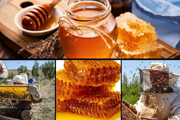 توزیع ۲۰ هزار تن شکر برای زمستان گذرانی زنبور‌های عسل