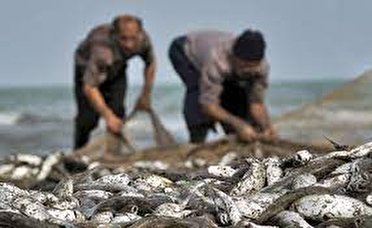 پیش بینی صید ۶۷۰۰ تن ماهی از منابع آبی آذربایجان غربی