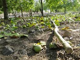 فوت چهار نفر بر اثر سقوط از درخت گردو در استان همدان همزمان با فصل برداشت
