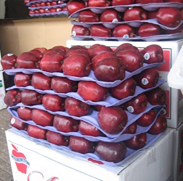 صادرات ۶۵هزار تنی سیب درختی