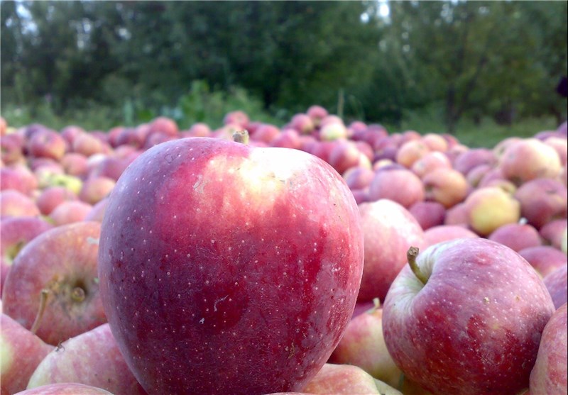آغاز خرید تضمینی سیب صنعتی در فارس