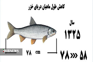 روی دیگرِ سکه تکثیر / ماهیان خزر آب رفتند