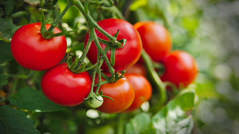  تولید ۲۸۰ هزار تن گوجه فرنگی در مناطق معتدل کرمانشاه