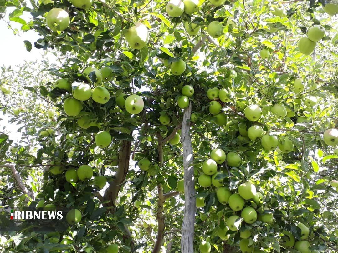 سیب درختی شهرستان دماوند رتبه برتر استان تهران