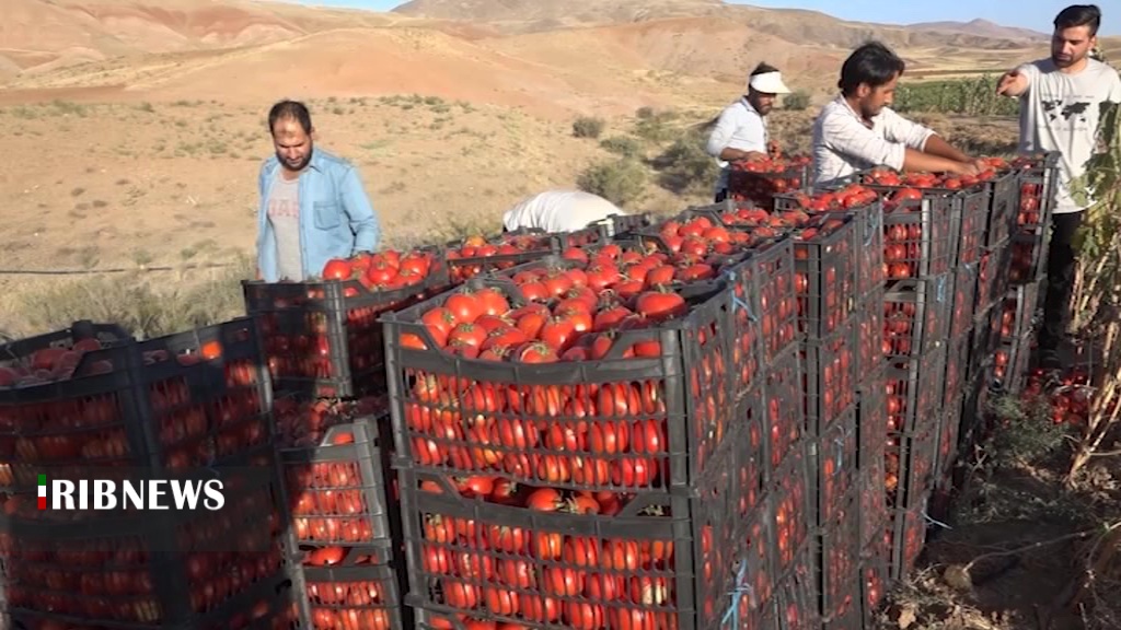 برداشت گوجه فرنگی در گیوی و رضایت کشاورزان