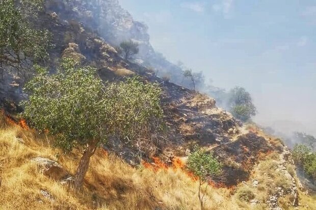آتش سوزی جنگل‌های منطقه دیل مهار شد