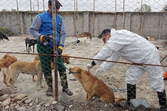 واکسینه شدن بیش از دو هزار و پانصد سگ در مرکز نگهداری حیوانات بدون صاحب در بندرعباس