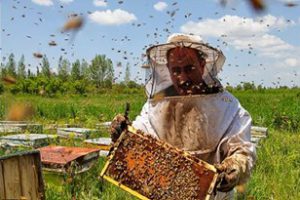 طعم شیرین برداشت عسل به کام زنبوردارن گیلانی