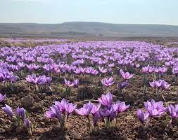 افتتاح نخستین نمایشگاه تخصصی زعفران در تربت حیدریه