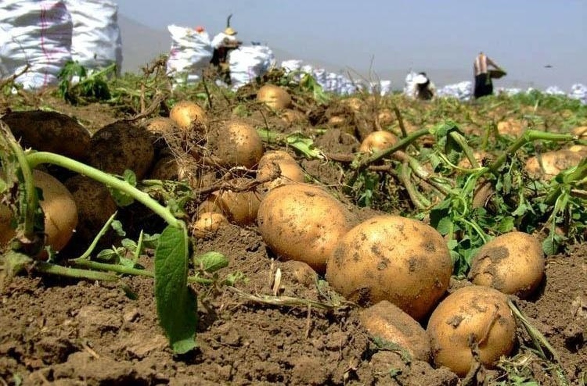 تولید ۷۰ تن در هکتار سیب زمینی از مزارع کرمانشاه