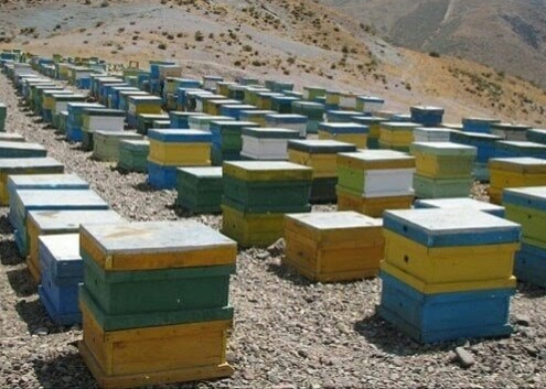 اقلیم طبیعی لامرد مهیای زنبورداری