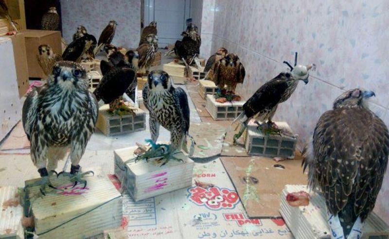 دستگیری متخلفان زنده گیری پرندگان شکاری در جاسک