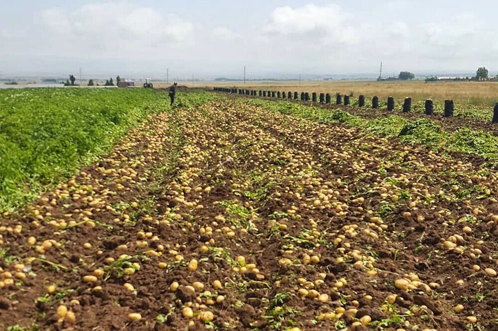 برداشت سیب زمینی از مزارع منطقه بهمن