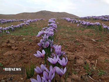 برداشت زعفران از مزارع  نقده