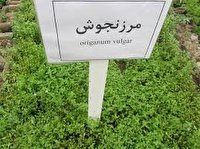 کشت گیاهان دارویی در  ۱۵۰۰ هکتار ازاراضی آذربایجان غربی