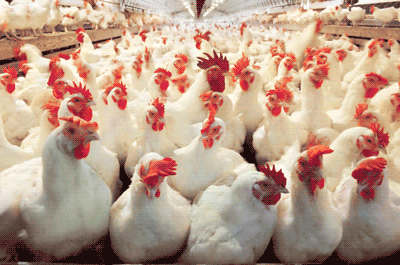 تولید بیش از ۵ هزار تن گوشت مرغ در آباده