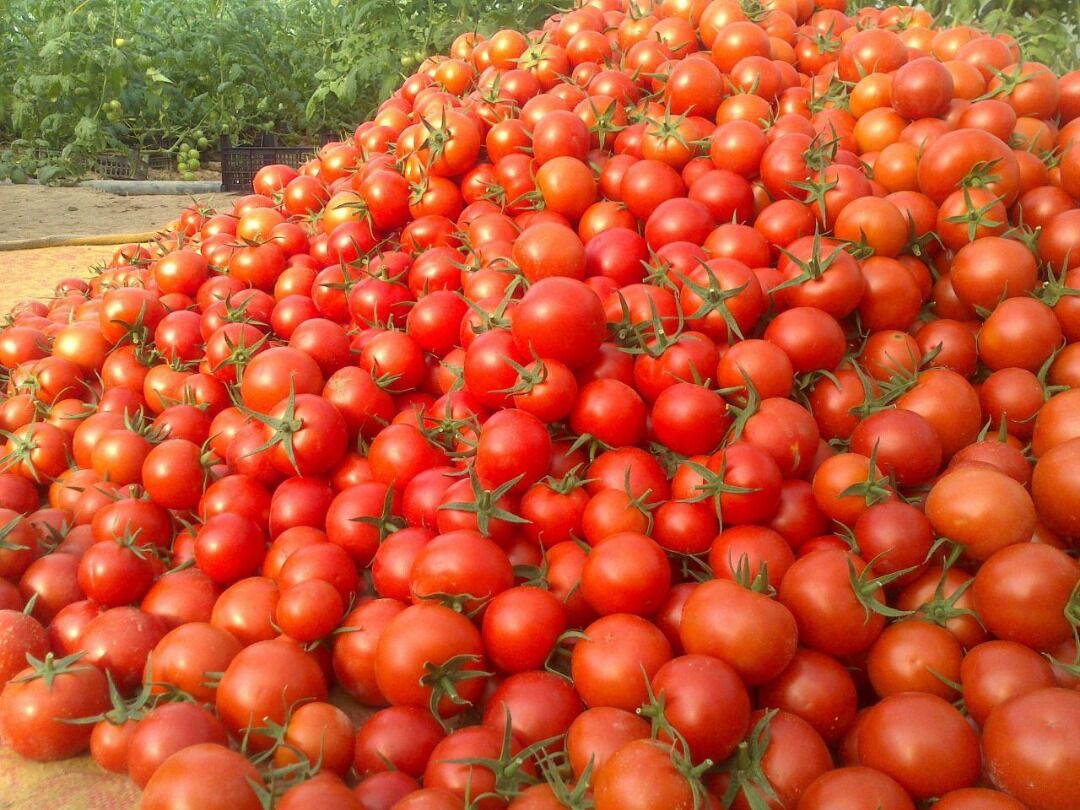 ممنوعیتی برای صادرات گوجه فرنگی استان بوشهر وجود ندارد