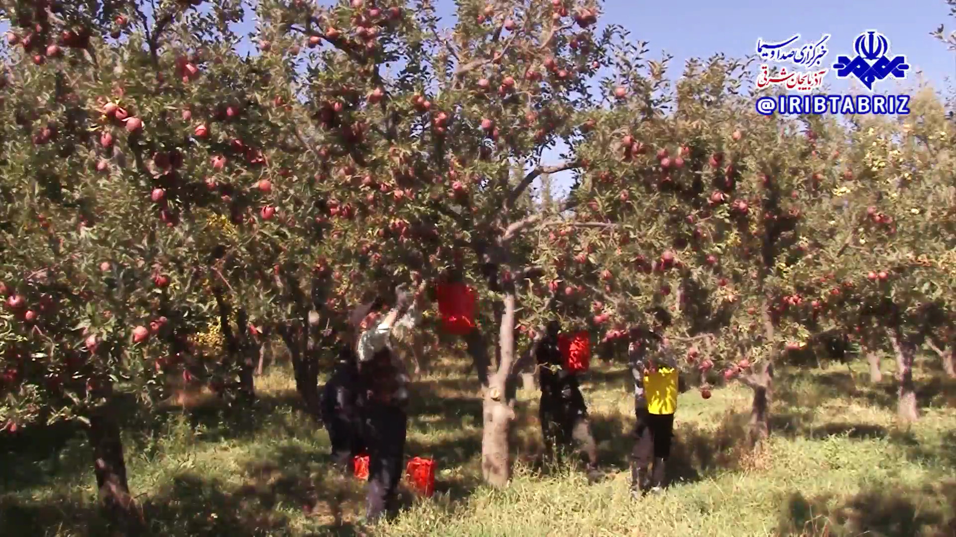 تولید ۴۵ درصد سیب آذربایجان شرقی در مراغه