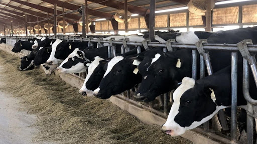 هزینه تمام شده شیر برای دامداران بیشتر از قیمت مصوب است