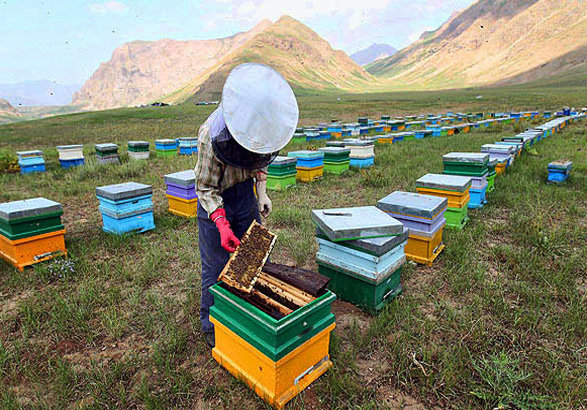 دستور ویژه قضایی برای ترخیص ۶ هزار تن غذای زنبور عسل از گمرک